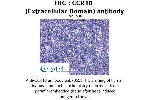 Image no. 1 for anti-Chemokine (C-C Motif) Receptor 10 (CCR10) (2nd Extracellular Domain) antibody (ABIN1732757) (CCR10 抗体  (2nd Extracellular Domain))