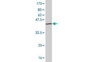 Western Blot detection against Immunogen (42.
