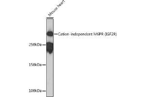 Western blot analysis of extracts of Mouse heart, using Cation-independent Cation-independent M6PR (IGF2R) (IGF2R) Rabbit mAb (ABIN1678848, ABIN3018066, ABIN3018067 and ABIN7101574) at 1:1000 dilution. (IGF2R 抗体)