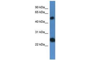 Image no. 1 for anti-Src-like-adaptor 2 (SLA2) (AA 66-115) antibody (ABIN6746842) (SLAP2 抗体  (AA 66-115))
