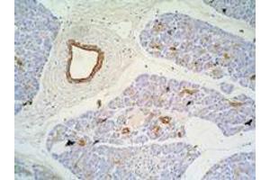 Immunohistochemistry of paraffin-embedded sections (pancreas) Immunohistochemistry staining of pancreas (paraffin-embedded sections) with anti-Cytokeratin 7+17 (C-46). (Keratin 7/17 抗体)