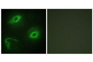 Immunofluorescence (IF) image for anti-Latherin (LATH) (Internal Region) antibody (ABIN1849748) (LATH 抗体  (Internal Region))