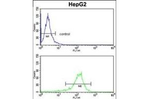 GGTLA1 Antibody (N-term) (ABIN391586 and ABIN2841518) flow cytometry analysis of HepG2 cells (bottom histogram) compared to a negative control cell (top histogram). (GGT5 抗体  (N-Term))