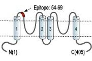 Potassium Channel Subfamily K Member 13 (KCNK13) peptide