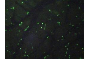 Immunofluorescence (IF) image for anti-Histone 3 (H3) (AA 1-136) antibody (ABIN7439303)