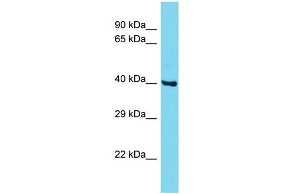 CCDC86 抗体  (N-Term)