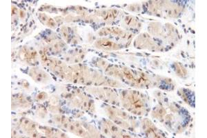 Image no. 1 for anti-Chemokine (C-C Motif) Ligand 8 (CCL8) antibody (ABIN465585) (CCL8 抗体)