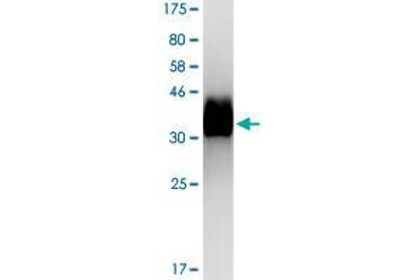 TNFRSF21 Protein (AA 373-655) (His-DYKDDDDK-Strep II Tag)