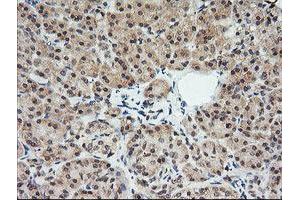 Image no. 1 for anti-Melan A (MLANA) antibody (ABIN1499426) (MLANA 抗体)