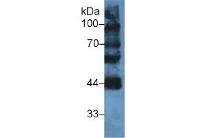 Western Blot; Sample: Mouse Testis lysate; Primary Ab: 2µg/ml Rabbit Anti-Human LYAR Antibody Second Ab: 0. (LYAR 抗体  (AA 288-379))