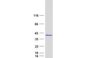 Western Blotting (WB) image for GTPase, IMAP Family Member 7 (GIMAP7) protein (Myc-DYKDDDDK Tag) (ABIN2721878)