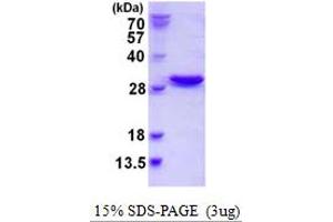 SDS-PAGE (SDS) image for Nuclear Transport Factor 2-Like Export Factor 2 (NXT2) (AA 1-197) protein (His tag) (ABIN667694)