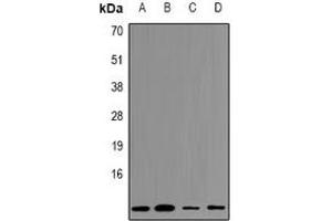Western blot analysis of Cystatin A expression in HEK293T (A), Hela (B), NIH3T3 (C), mouse kidney (D) whole cell lysates. (CSTA 抗体  (C-Term))