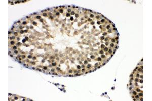 Anti- EIF6 Picoband antibody,IHC(P) IHC(P): Rat Testis Tissue