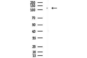 anti-Mitogen-Activated Protein Kinase 8 Interacting Protein 1 (MAPK8IP1) (pThr103) antibody