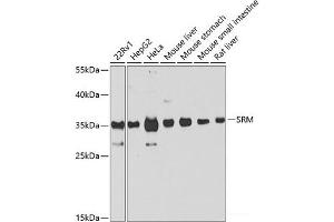 Western blot analysis of extracts of various cell lines using SRM Polyclonal Antibody at dilution of 1:1000. (Spermidine Synthase 抗体)