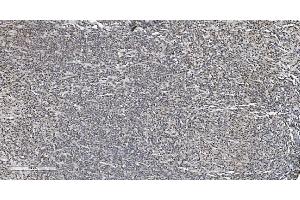 IHC analysis of HP1 alpha/CBX5 using anti-HP1 alpha/CBX5 antibody (ABIN7599057).