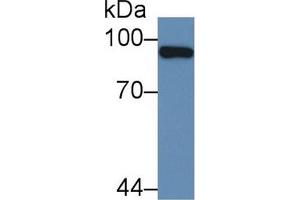 Western Blot; Sample: Human Liver lysate; Primary Ab: 2µg/mL Rabbit Anti-Human PML Antibody Second Ab: 0. (PML 抗体  (AA 59-239))