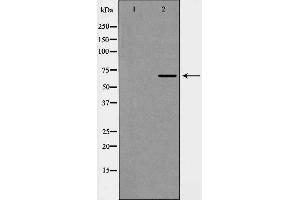 Western blot analysis of eIF4B (Phospho-Ser422) expression in HepG2 cells. (EIF4B 抗体  (pSer422))