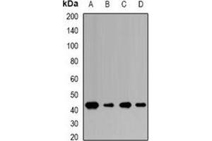 Western blot analysis of TUSC4 expression in HL60 (A), U937 (B), mouse brain (C) whole cell lysates.