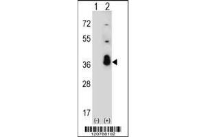 Western blot analysis of SFRS1 using rabbit polyclonal SFRS1 Antibody using 293 cell lysates (2 ug/lane) either nontransfected (Lane 1) or transiently transfected (Lane 2) with the SFRS1 gene. (SRSF1 抗体  (C-Term))
