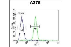 DERA Antibody (N-term) (ABIN652710 and ABIN2842470) flow cytometric analysis of  cells (right histogram) compared to a negative control cell (left histogram). (DERA 抗体  (N-Term))