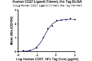 Immobilized Human CD27 Ligand (Trimer) at 2 μg/mL (100 μL/Well) on the plate. (CD70 Protein (Trimer) (His tag))