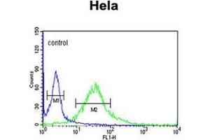 Flow cytometric analysis of Hela cells using Fibromodulin Antibody (C-term) Cat. (Fibromodulin 抗体  (C-Term))