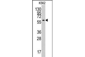 Western blot analysis of anti-YARS2 Antibody (N-term) (ABIN6244048 and ABIN6579016) in K562 cell line lysates (35 μg/lane). (YARS2 抗体  (N-Term))