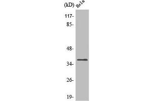 Western Blot analysis of HepG2 cells using Olfactory receptor 4Q3 Polyclonal Antibody (OR4Q3 抗体  (C-Term))