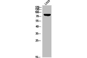 Western blot analysis of L929 using p-HSL (S855) antibody. (LIPE 抗体  (pSer855))