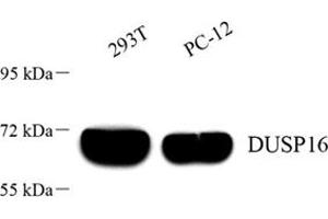 Western blot analysis of DUSP16 (ABIN7073775) at dilution of 1: 1000 (DUSP16 抗体)