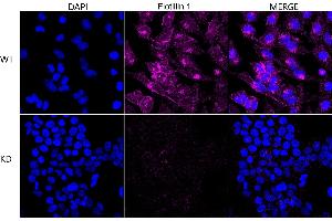Immunocytochemical staining of HeLa cells using Flotillin 1 antibody (ABIN7798632), 1:1,000), Top panel: wild-type (WT), Bottom panal: Flotillin 1 shRNA knockdown (KD). (Recombinant Flotillin 1 抗体)
