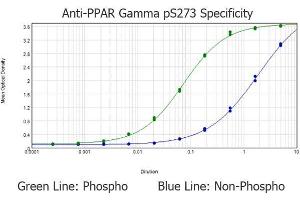 ELISA results of purified Rabbit anti-PPAR gamma pS273 tested against BSA-conjugated non-phospho and phospho forms of immunizing peptide. (PPARG 抗体  (Internal Region, pSer273))