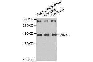 Western Blotting (WB) image for anti-WNK Lysine Deficient Protein Kinase 3 (WNK3) antibody (ABIN1876778) (WNK3 抗体)