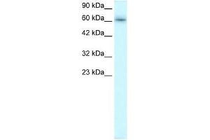TRAFD1 antibody used at 0. (TRAFD1 抗体  (C-Term))