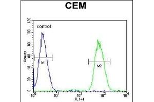GAL3ST1 Antibody (Center) (ABIN652831 and ABIN2842543) flow cytometric analysis of CEM cells (right histogram) compared to a negative control cell (left histogram). (GAL3ST1 抗体  (AA 88-116))