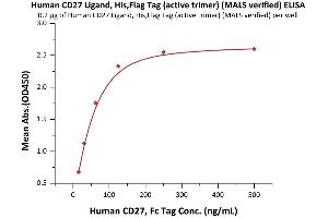 Immobilized Human CD27 Ligand, His,Flag Tag (active trimer) (MALS verified) (ABIN6951037,ABIN6952264) at 2 μg/mL (100 μL/well) can bind Human CD27, Fc Tag (ABIN2180735,ABIN2180734) with a linear range of 2-125 ng/mL (QC tested). (CD70 Protein (AA 52-193) (DYKDDDDK Tag,His tag))