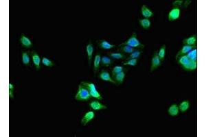 Immunofluorescent analysis of HepG2 cells using ABIN7163119 at dilution of 1:100 and Alexa Fluor 488-congugated AffiniPure Goat Anti-Rabbit IgG(H+L) (PCTP 抗体  (AA 1-214))