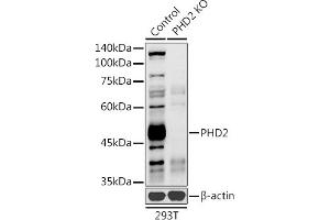Western blot analysis of extracts from normal (control) and PHD2 knockout (KO) 293T cells, using PHD2 antibody (ABIN7266909) at 1:1000 dilution. (EGLN1 抗体  (AA 1-426))