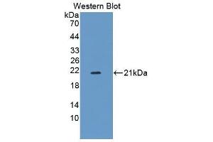 Western Blotting (WB) image for anti-Amphiregulin (AREG) (AA 97-243) antibody (ABIN3209782) (Amphiregulin 抗体  (AA 97-243))