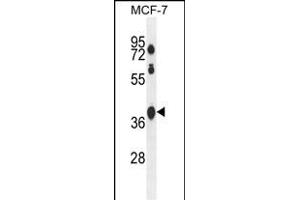 STA2L Antibody (Center) (ABIN654541 and ABIN2844257) western blot analysis in MCF-7 cell line lysates (35 μg/lane). (SPATA2L 抗体  (AA 206-235))