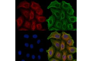 ABIN6257909 and ABIN6274573 staining Hela cells by IF/ICC. (HTR2C 抗体  (Internal Region))