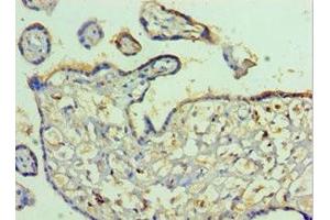Immunohistochemistry of paraffin-embedded human placenta tissue using ABIN7163737 at dilution of 1:100 (Poliovirus Receptor 抗体  (AA 220-345))