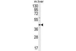 Western blot analysis in mouse liver tissue lysates (35ug/lane) using DNAJC11  Antibody (N-term). (DNAJC11 抗体  (N-Term))