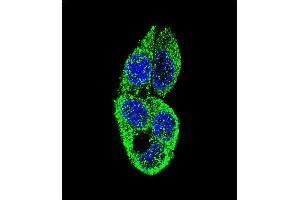 Confocal immunofluorescent analysis of STL Antibody (ABIN659139 and ABIN2843768) with HepG2 cell followed by Alexa Fluor® 488-conjugated goat anti-mouse lgG (green). (MASTL 抗体)