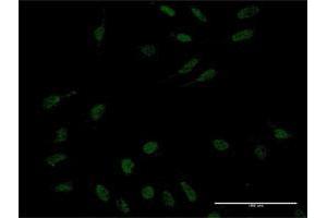 Immunofluorescence (IF) image for anti-Kruppel-Like Factor 10 (KLF10) (AA 111-210) antibody (ABIN520905)
