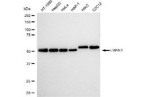 Western blotting analysis using LMAN1 antibody (ABIN7799244). (Recombinant LMAN1 抗体)