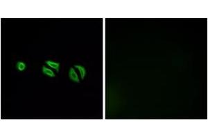 Immunofluorescence analysis of A549 cells, using OR10G6 Antibody. (OR10G6 抗体  (AA 261-310))
