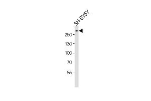 Anti-SPTAN1 Antibody (Center) at 1:2000 dilution + SH-SY5Y whole cell lysates Lysates/proteins at 20 μg per lane. (SPTAN1 抗体  (AA 977-991))